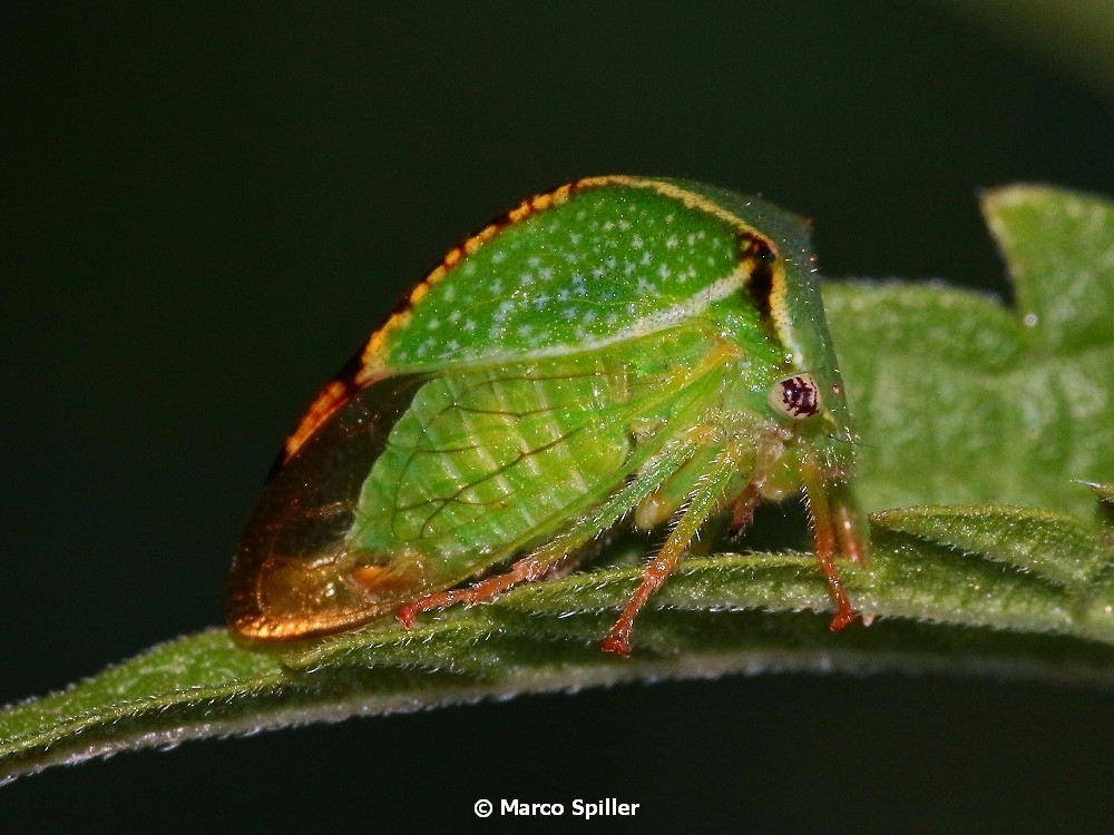 Cicadomperpha: Stictocephala bisonia (Membracidae)